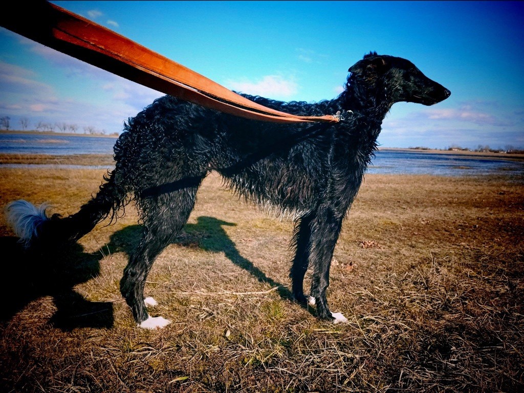 borzie senavian Iskra