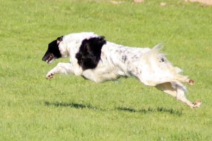 Daylienka De xanishka