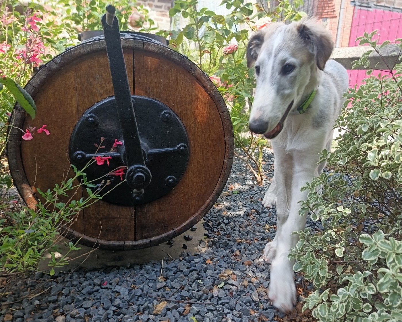 Borzie Pouchkine du Clos Vremontois